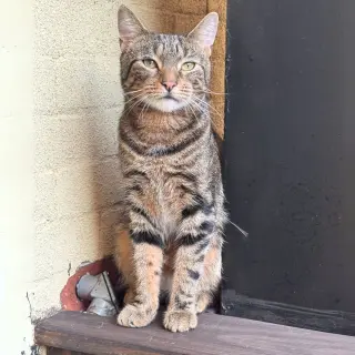 Chirp Chester