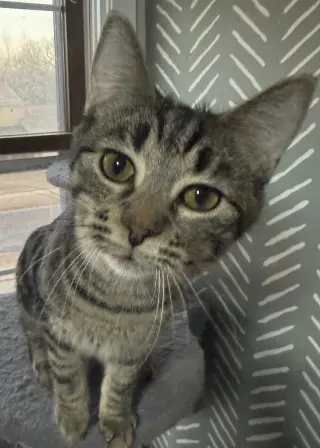 Tootsie