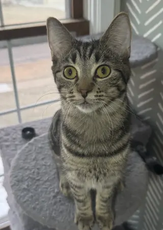 Tootsie