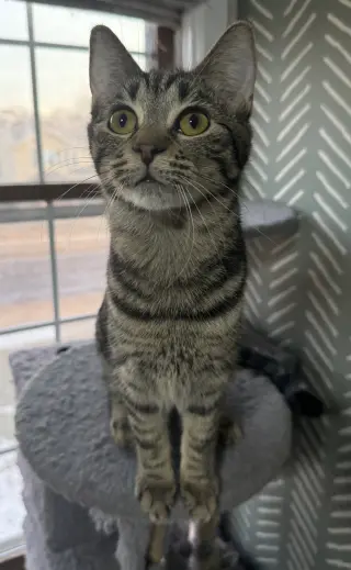 Tootsie