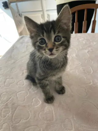 Tootsie
