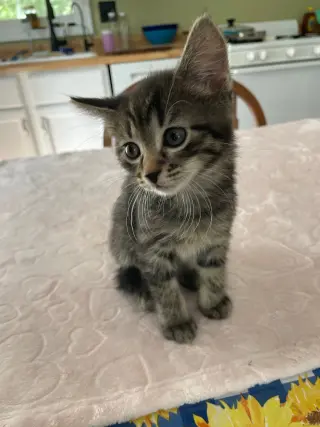 Tootsie
