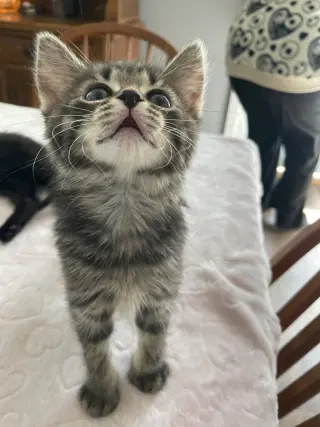 Tootsie