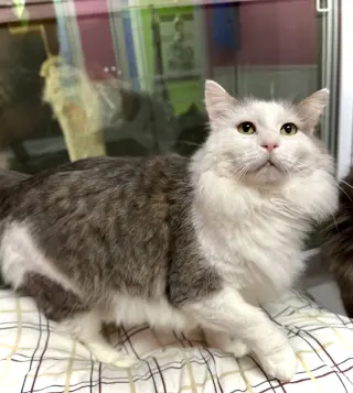 Klondike Bar
