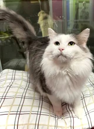 Klondike Bar