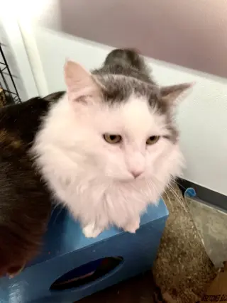 Klondike Bar