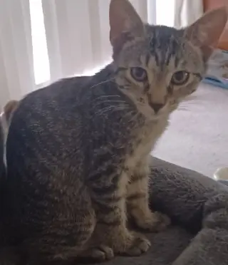 Nugget