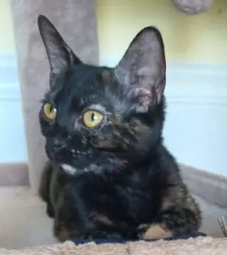 Nugget