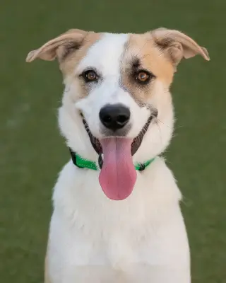 OLLIE