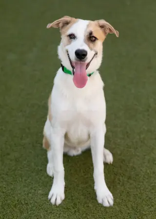 OLLIE