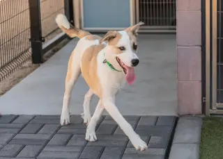 OLLIE