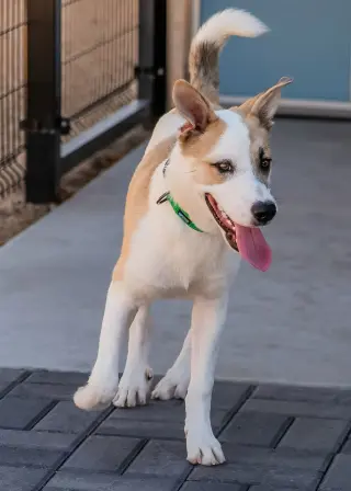 OLLIE