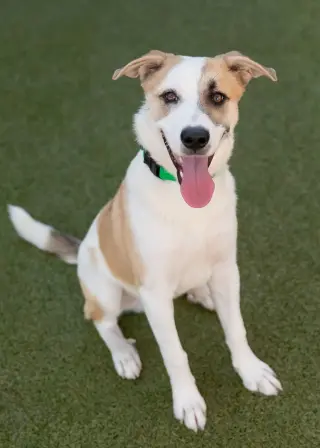 OLLIE