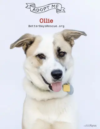 OLLIE