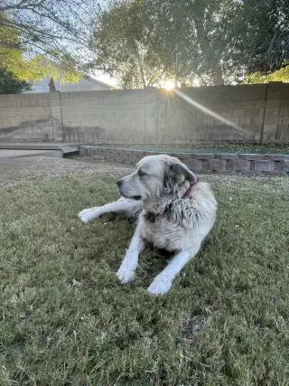 GRANDPA