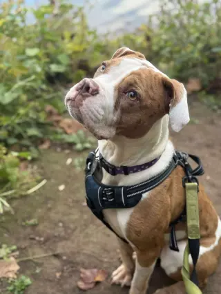 Maple