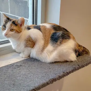 Rapunzel