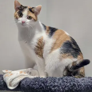 Rapunzel