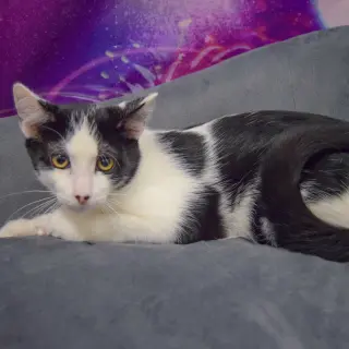 Doc