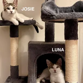 Josie & Luna