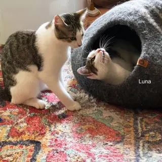Josie & Luna