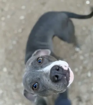 Tilla