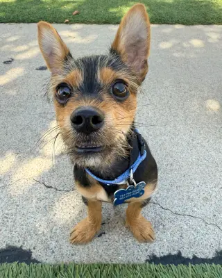 Moose