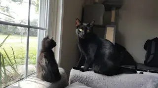 Wink