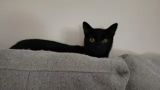 Wink