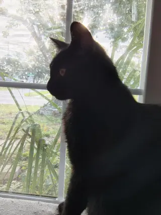 Wink