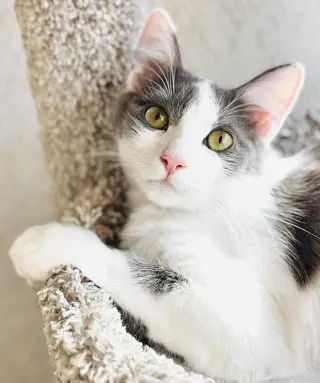 Delilah