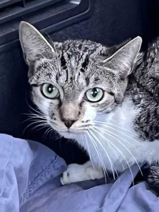 TIGER TINA