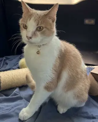 MOOCHIE