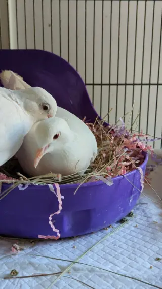 Melvin w/Tiki