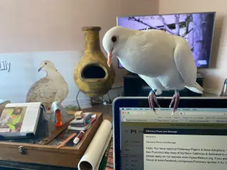 Melvin w/Tiki