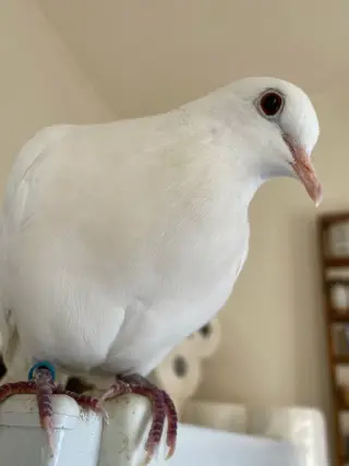 Melvin w/Tiki