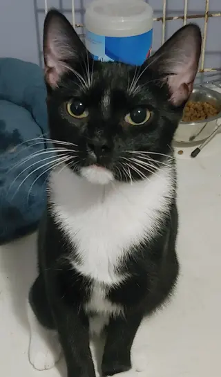 Mischief