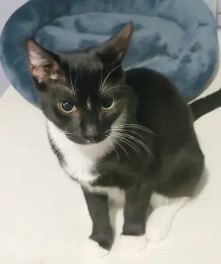 Mischief