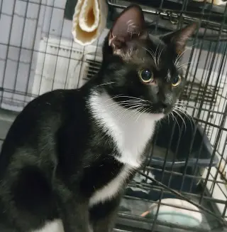 Mischief