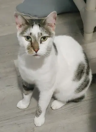 Pretty Boy