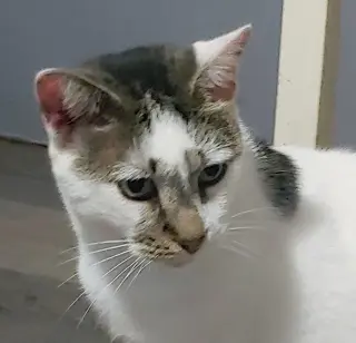 Pretty Boy