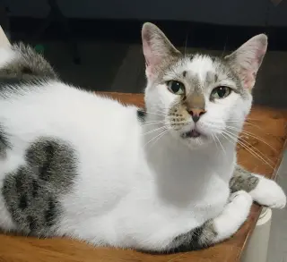 Pretty Boy