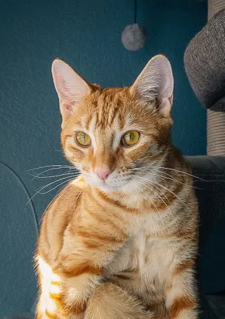 Lucinda