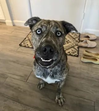 FRANKY