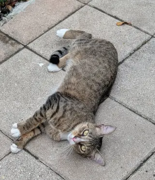 Dusty