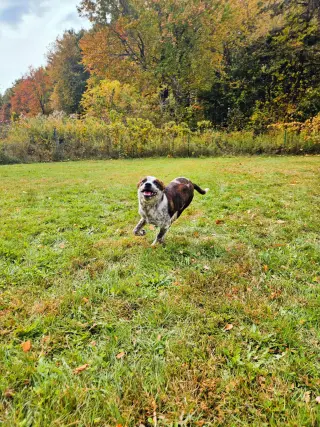 Dewey