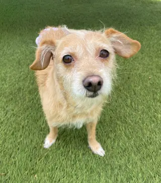 Maude