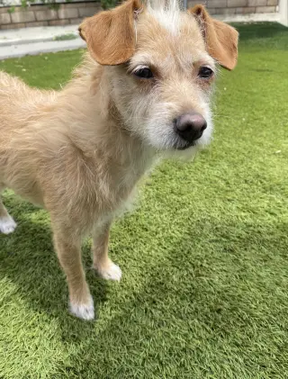 Maude