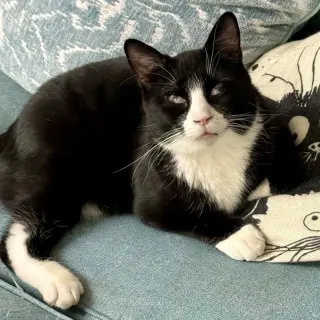 King Tuxy