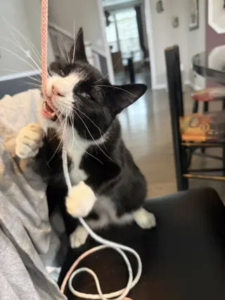 King Tuxy